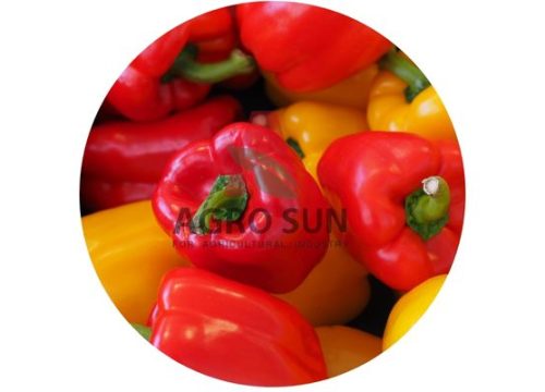 Colorful Bell Peppers